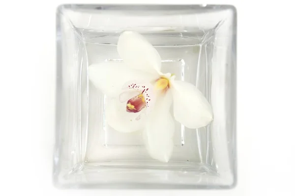 Orquídea flor branca em vidro de água quadrada — Fotografia de Stock