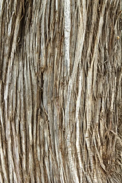 Juniperus Phoenicea Sabina textura del tronco del árbol — Foto de Stock