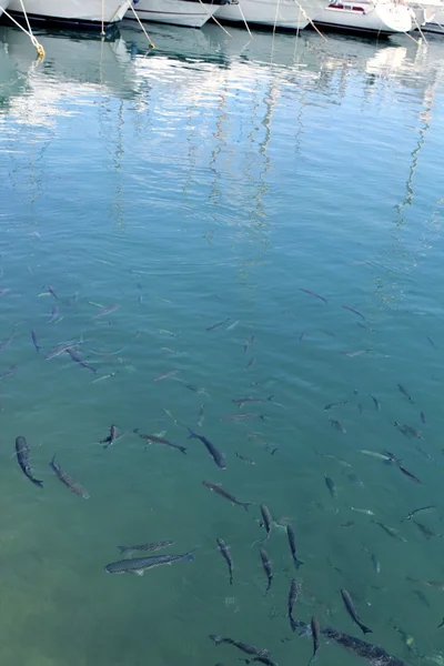 École de mulets de poissons en eau salée méditerranéenne — Photo