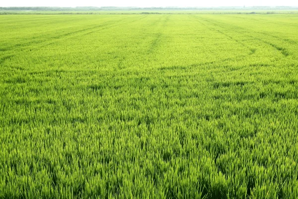 Ρύζι πεδίο πράσινο λιβάδι στην Ισπανία — Φωτογραφία Αρχείου