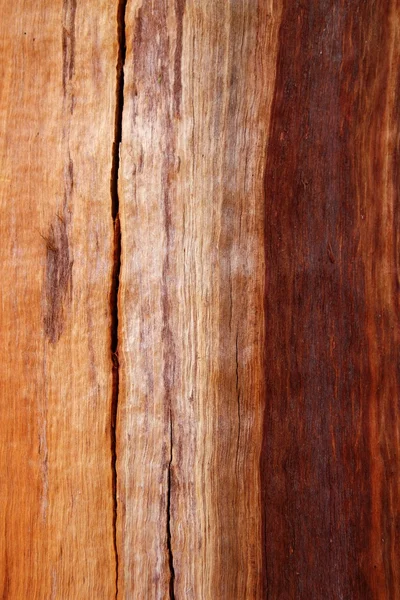 Gebarsten eucalyptus kofferbak houtstructuur — Stockfoto
