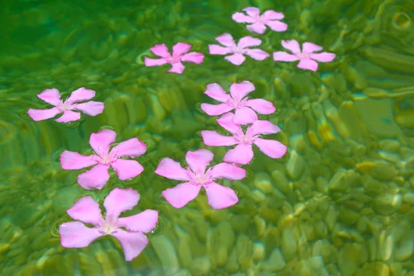 Oleander pink flowers floating in natural freshwater — Stock Photo, Image