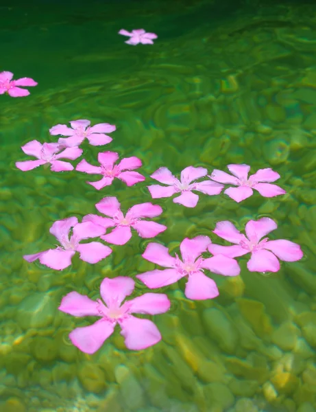 Oleander rosa blommor flytande i naturligt sötvatten — Stockfoto