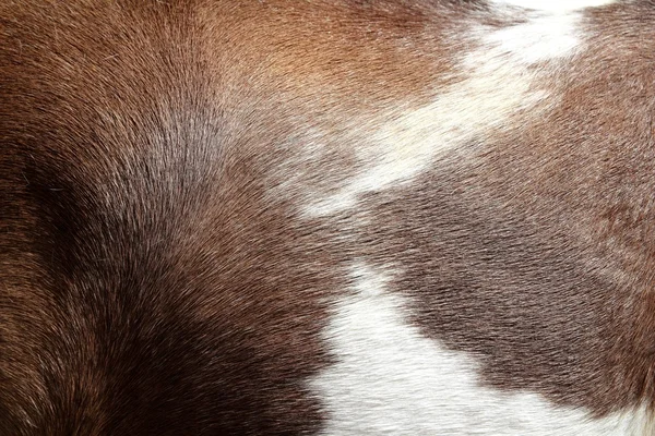 Cabelo de cavalo textura da pele marrom e branco — Fotografia de Stock