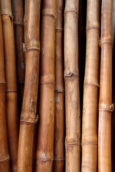 Textura de tronco de cana de bambu seco — Fotografia de Stock