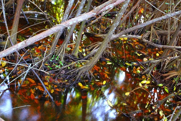 Mangrowe bagna szczegół tropikalny woda — Zdjęcie stockowe