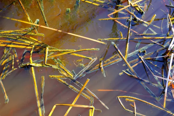 Мангрове болото деталь тропічної води — стокове фото