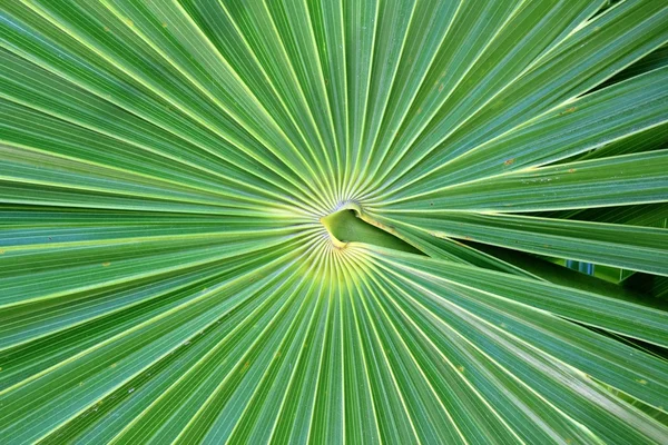 Pusula Florida Thatch Palm Thrinax ışınsal simetrili canlılar — Stok fotoğraf