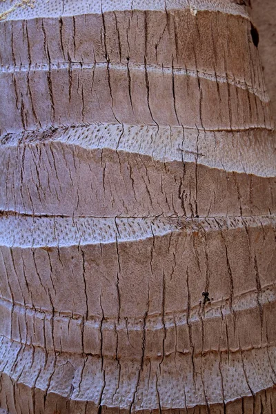 Coco palmeira tronco textura detalhe — Fotografia de Stock