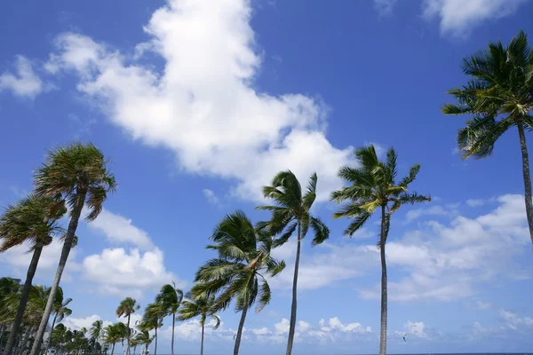 Fort Lauderdale tropical beach palm trees — Stok fotoğraf