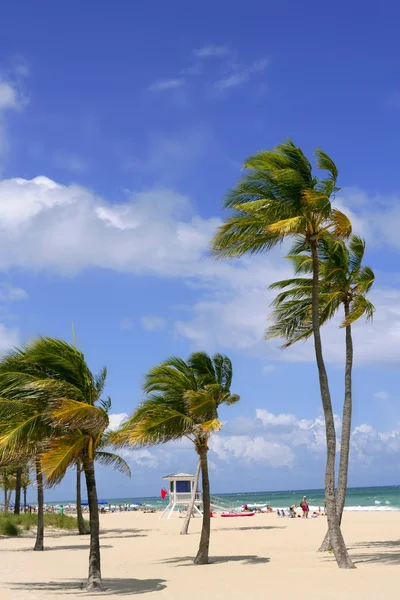 Fort Lauderdale tropical beach palm trees — Stok fotoğraf
