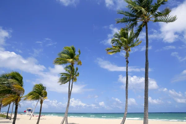 Fort Lauderdale tropical beach palm trees — Stock Photo, Image
