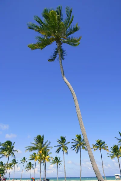 Drzewa palmowe tropikalnej plaży Fort lauderdale — Zdjęcie stockowe