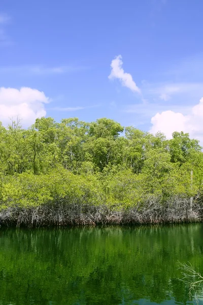 Florida keys mangrových detail zelená voda — Stock fotografie