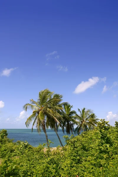 Florida keys tropikal park palmiye ağaçları ile — Stok fotoğraf