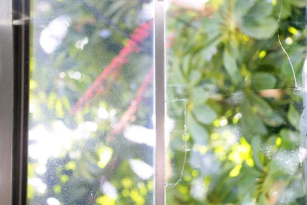 窓の外の緑の葉の背景 — ストック写真