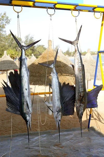 Sailfish catch hanging marlin fishing trophy — Stock Photo, Image
