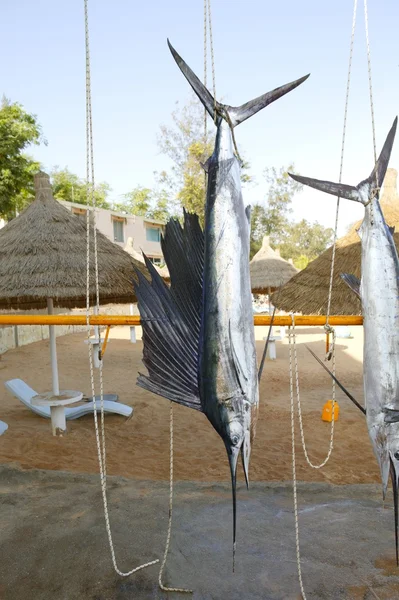 Pesce vela cattura appeso trofeo di pesca marlin — Foto Stock