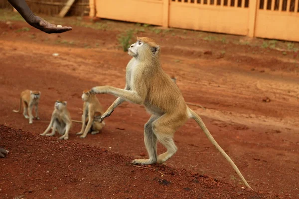 Macacos selvagens africanos comendo alimentos — Fotografia de Stock