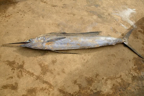Afrikanska espadon sailfish döda fiskare fångar — Stockfoto