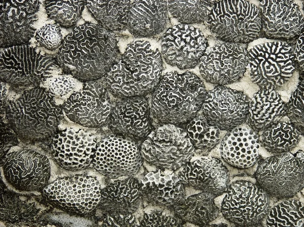 石積み石としての脳サンゴ — ストック写真