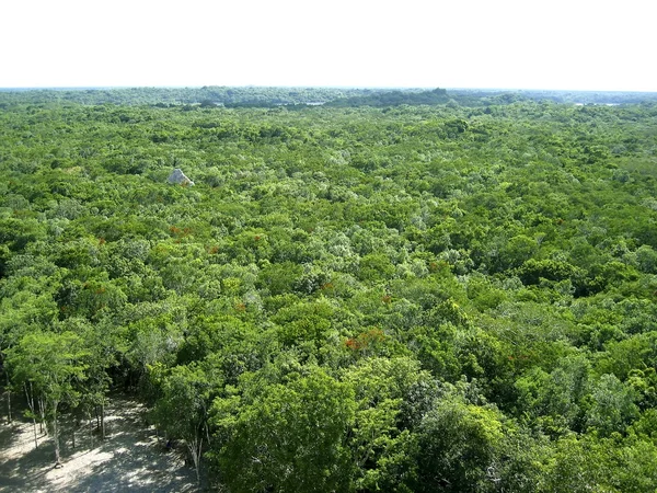 Luchtfoto van het oerwoud in Midden-Amerika mexico — Stockfoto