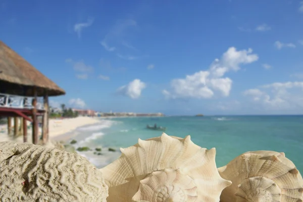Conchas do mar em Playa del Carmen Quintana Roo — Fotografia de Stock