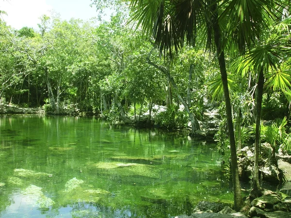 Cenote Ριβιέρα Μάγια ζούγκλα των Μάγιας quintana roo — Φωτογραφία Αρχείου