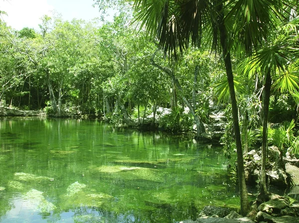 stock image Cenote Riviera Maya jungle mayan Quintana Roo