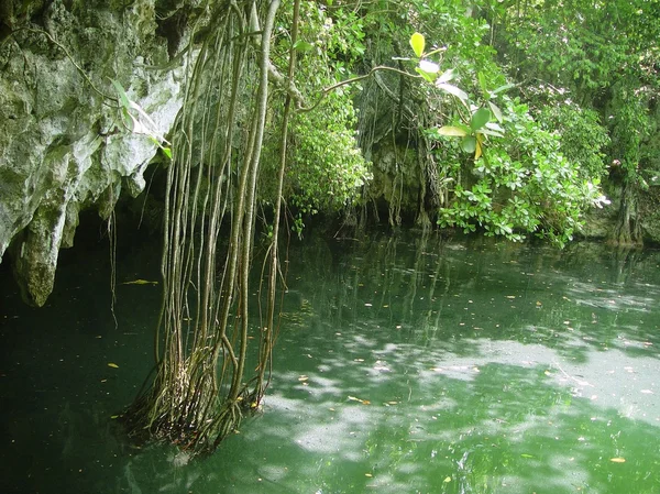 Cenote riviera maya dzsungel Maja quintana roo — Stock Fotó