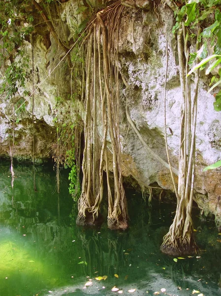 セノーテ リビエラ マヤのジャングル マヤ キンタナロー — ストック写真