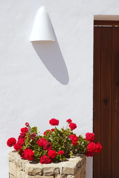 Středomořské bílé domy červená pelargonie — Stock fotografie