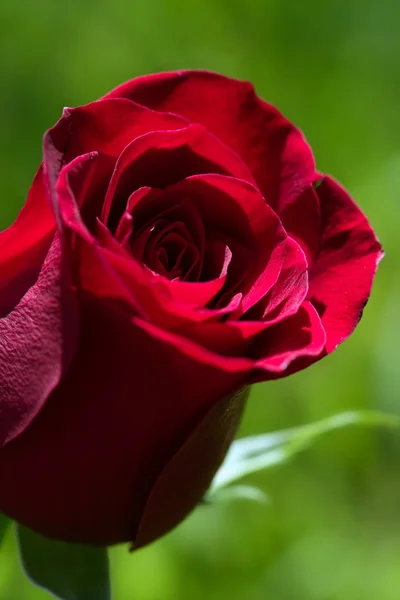 Makro rote Rose, verschwommener grüner Grashintergrund Stockbild