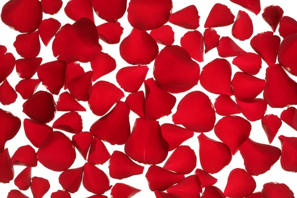Czerwone płatki róż tekstura tło — Zdjęcie stockowe
