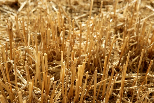 Cutted wheat field soil plant detail — Stock Image Cutted wheat field soil plant detail Stock Photo