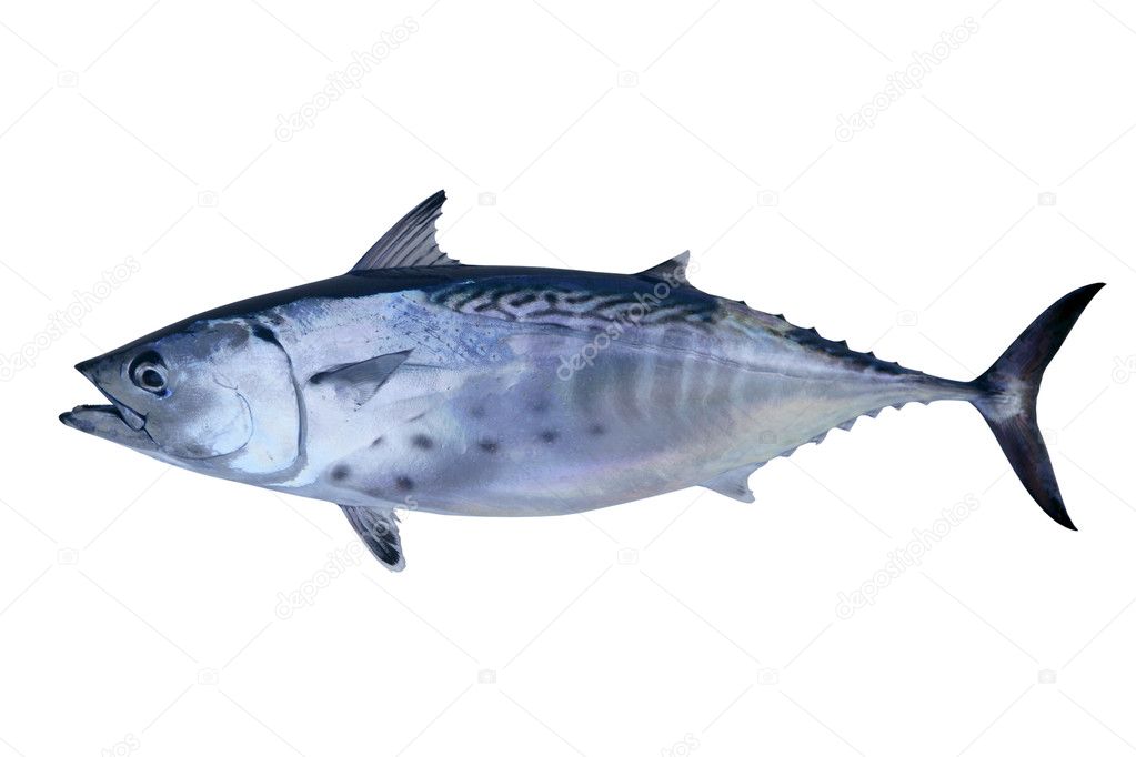 Little tunny catch tuna fish seafood