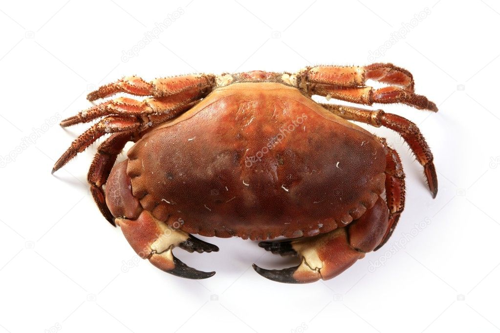 Cancer pagurus big crab isolated on white
