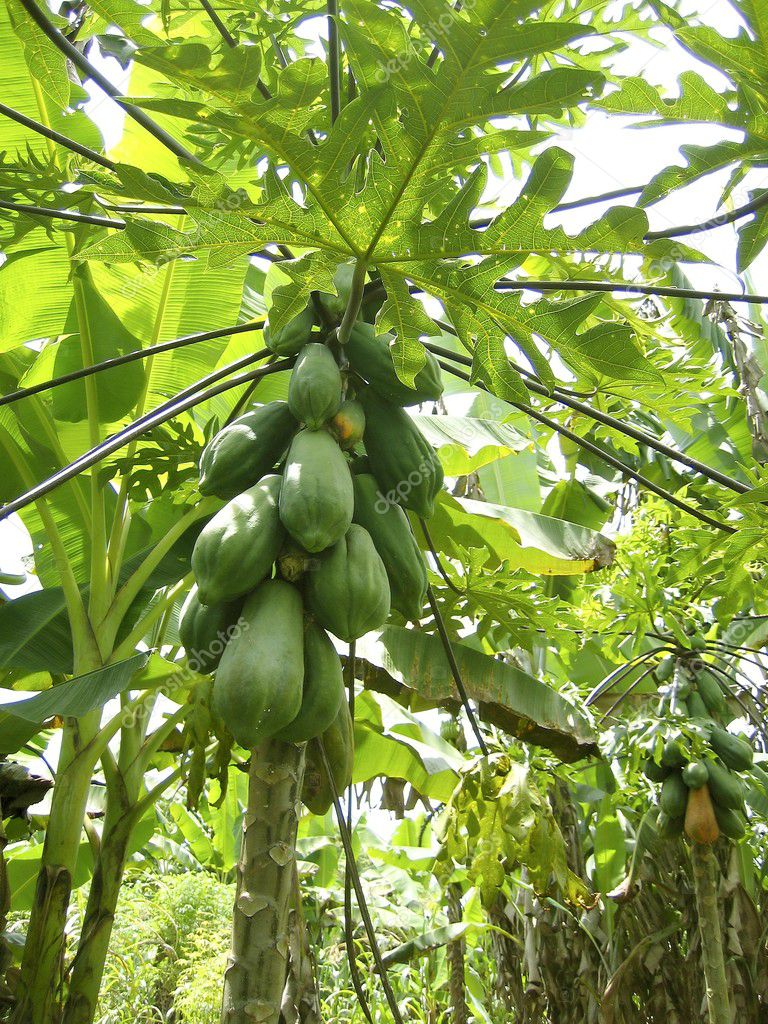 tropical rainforest fruit