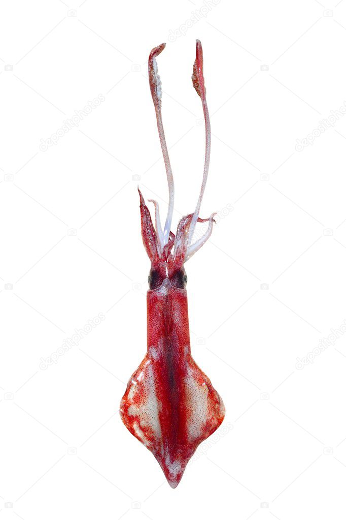 Alive squid seafood isolated on white