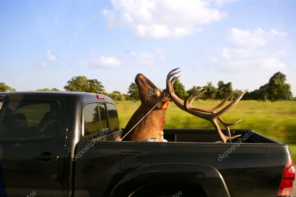 Weird deer taxidermist head over cargo van