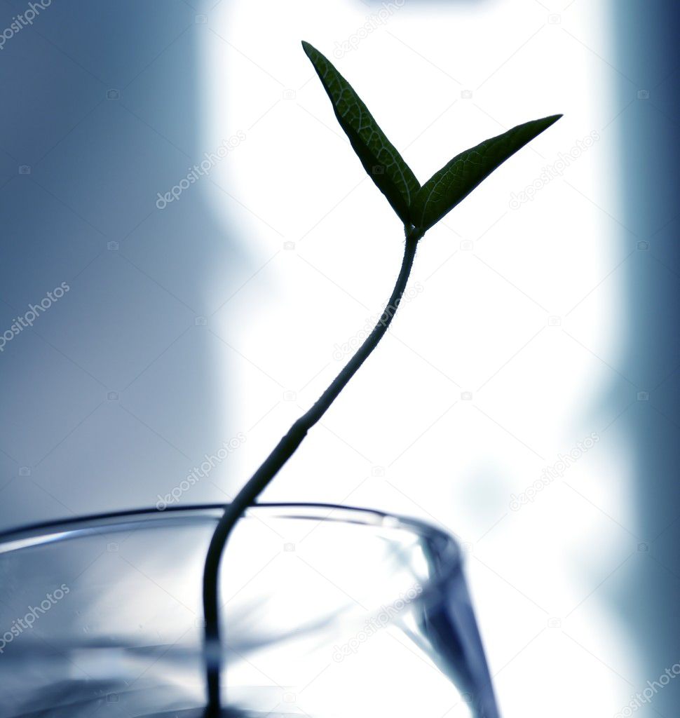 Soy early plant, growing in a glass