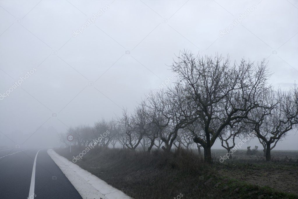 Dried tree vanish into the winter fog