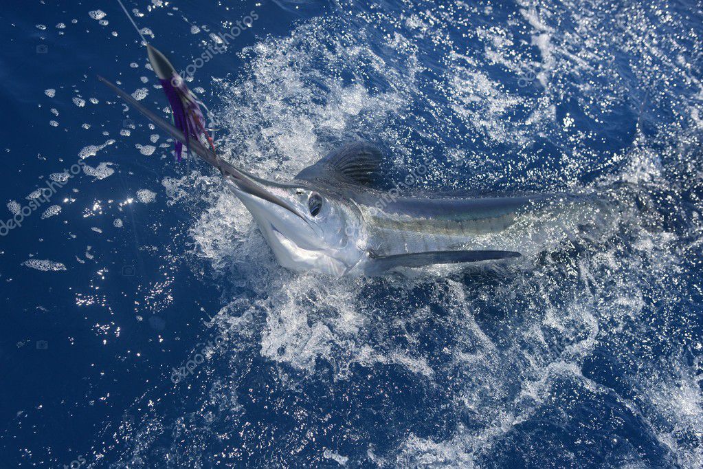 Beautiful white marlin real billfish sport fishing Stock Photo by