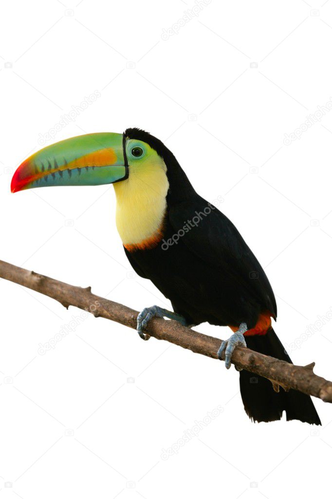 Toucan bird colorful in white background
