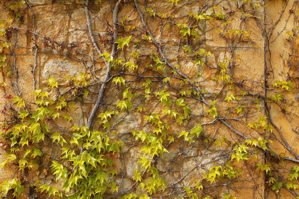 herfst klimmen plant muur textuur achtergrond — Stockfoto © lunamarina