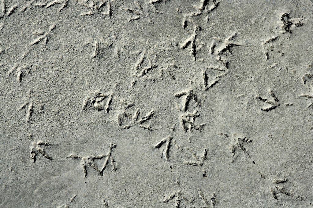 Seagull bird footprint on concrete, pattern — Stock Photo © lunamarina ...