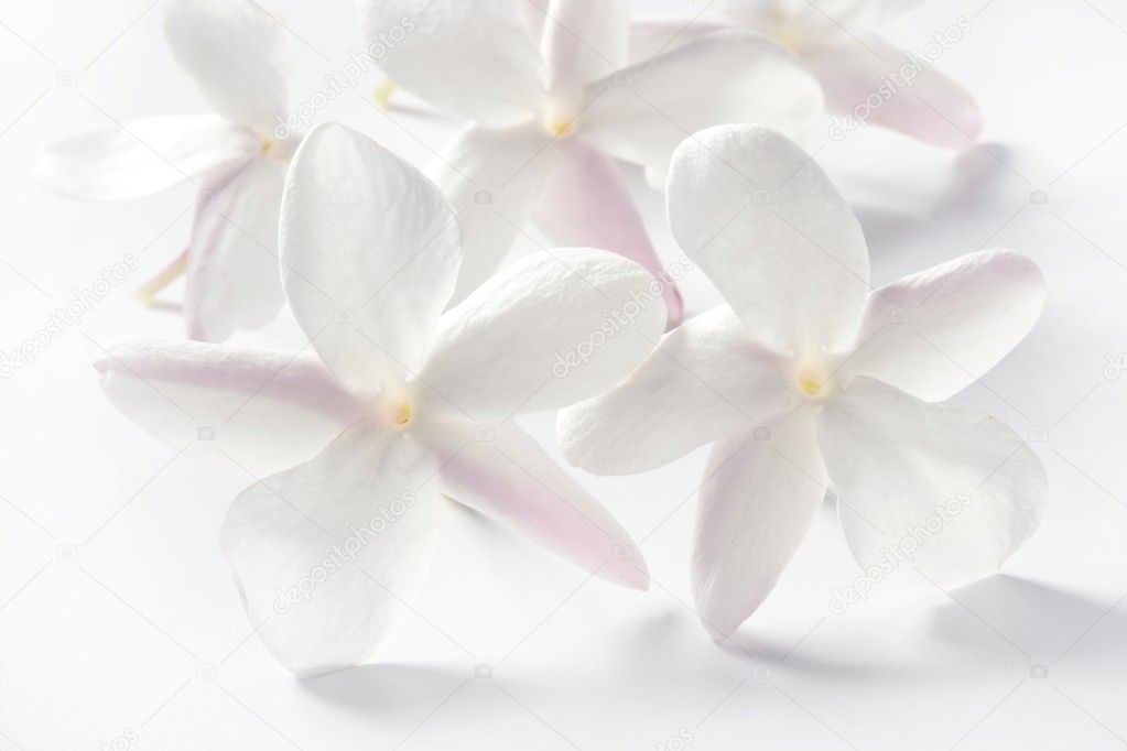 Jasmine flowers over white background