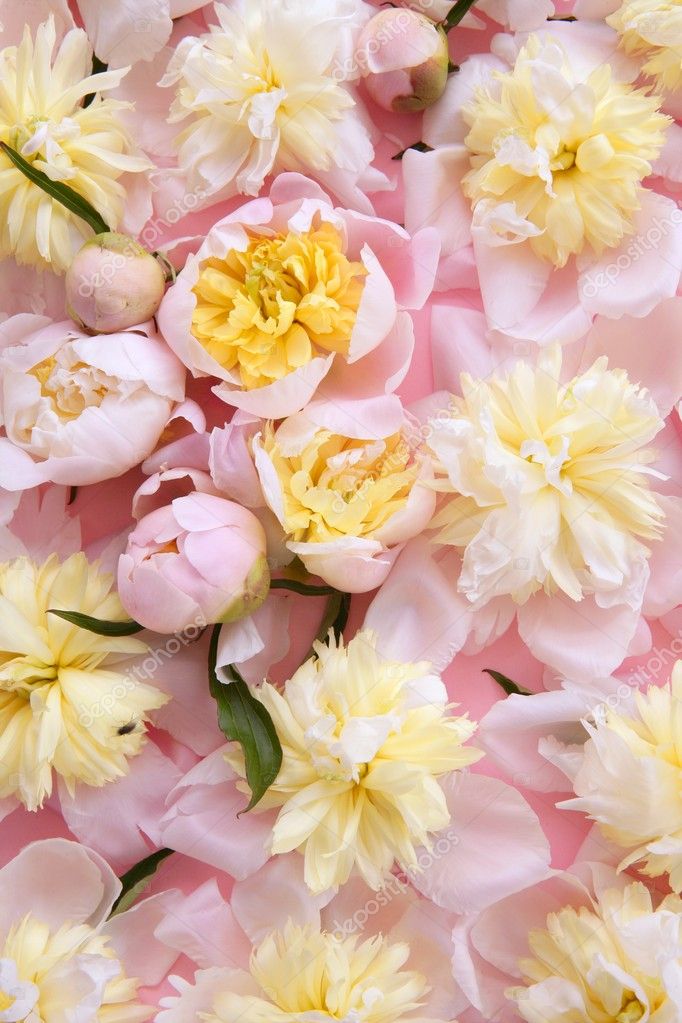 Colorful pink and yellow flowers background Stock Photo by ...