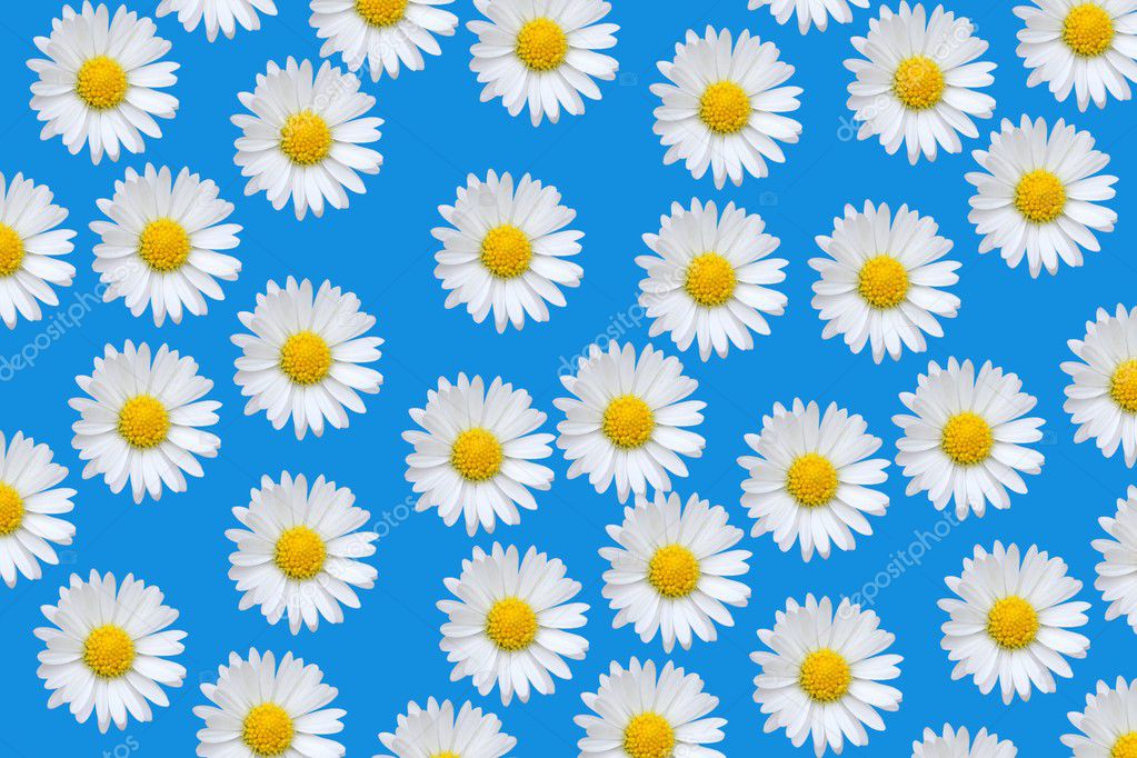 Colorful pattern with daisy flowers