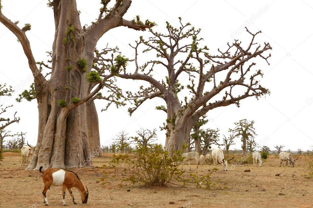 African Baobab tree with livestock eating